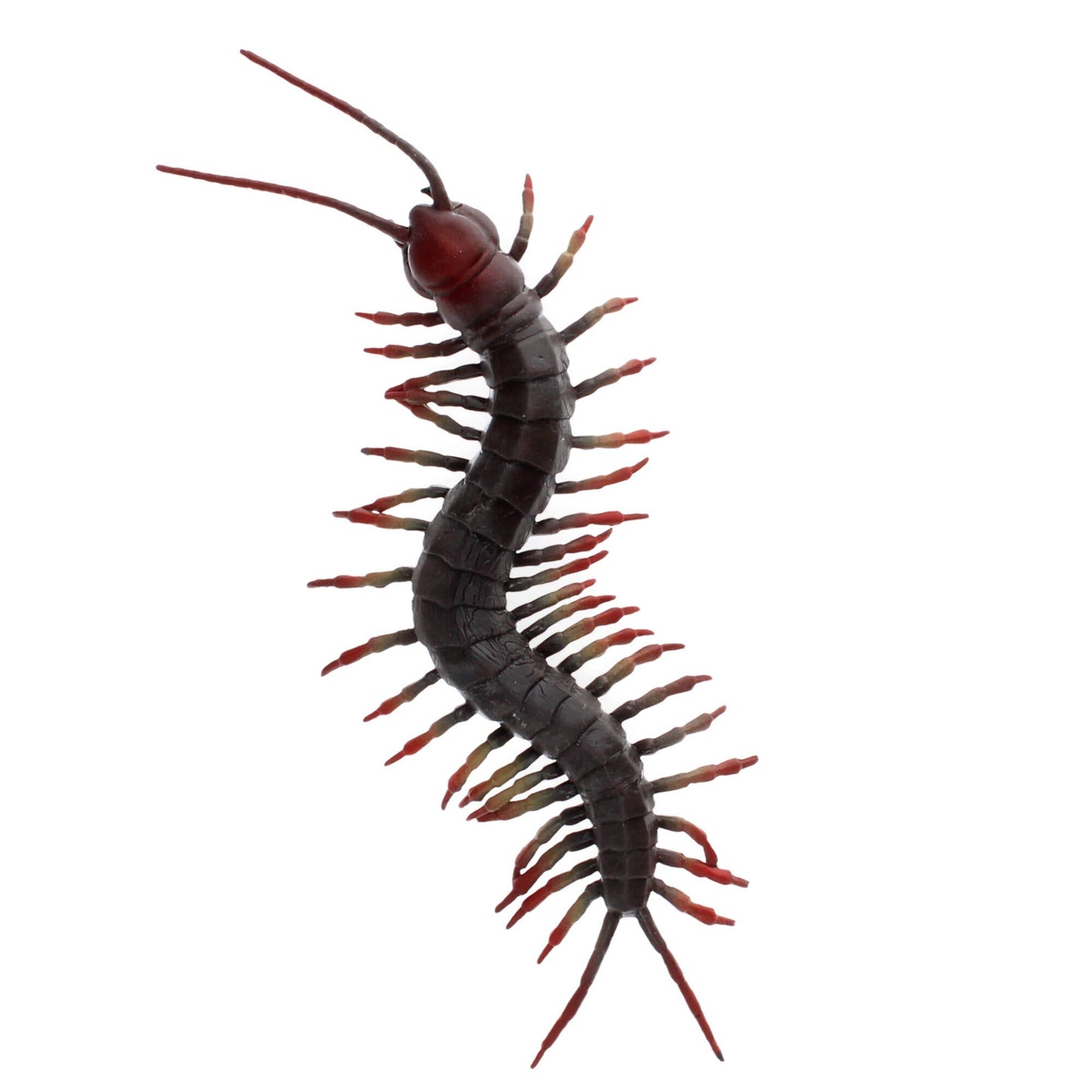 Centipede