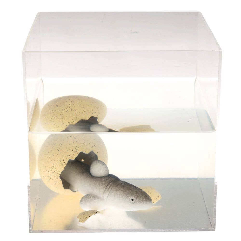 Giant Hatching Shark Egg