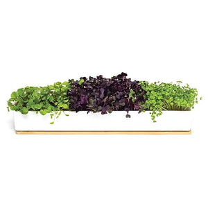 Microgreens Windowsill Box